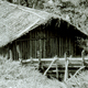 View of a house at Lawekako, showing an older style of design with upright poles bound together by lianas on a crosspiece. Such houses have a small front yard which is kept swept clear of rubbish. This house is surrounded by fruit pandanus and banana plants.