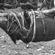 Pigs trussed up for presentation and killing - Marapini village next to Tunda, Kange gift after warfare with Tunda - Pangia area, southern Highlands, PNG, 1967  - (© P.J. Stewart & A.J. Strathern Archive)