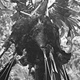 Ceremonial rear coverings of cordylines and feathers - Nondugl-Chimbu area,Western Highlands, PNG, 1968 - (© P.J. Stewart & A.J. Strathern Archive)